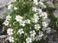 Cerastium latifolium