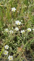 Cherleria capillacea