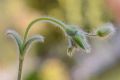 Cerastium brachypetalum subsp. roeseri