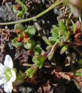 Arenaria gothica subsp. moehringioides