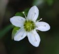 Arenaria serpyllifolia