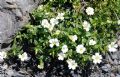 Cerastium latifolium