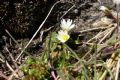 Cerastium cerastoides