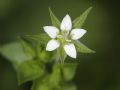 Arenaria leptoclados