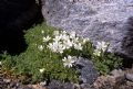 Cerastium uniflorum