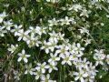 Arenaria gothica subsp. moehringioides