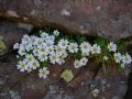 Cerastium uniflorum