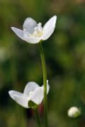 Parnassia palustris