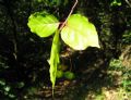 Euonymus latifolius