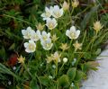 Parnassia palustris