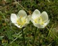 Parnassia palustris