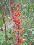 Euonymus europaeus