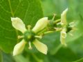 Euonymus europaeus