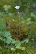 Parnassia palustris