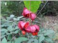 Euonymus latifolius