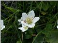 Parnassia palustris