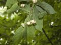 Euonymus latifolius