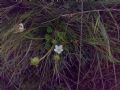 Parnassia palustris