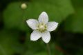 Parnassia palustris