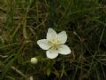 Parnassia palustris