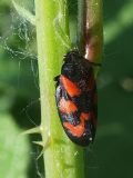 Cercopis vulnerata