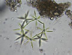 Coelastraceae