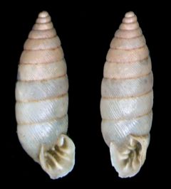 Chondrinidae