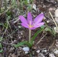 Colchicum cupanii