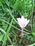 Colchicum autumnale