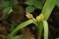 Colchicum autumnale