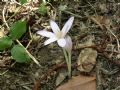 Colchicum autumnale