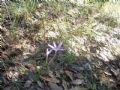 Colchicum cupanii