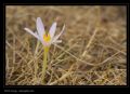 Colchicum alpinum