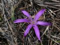 Colchicum bulbocodium