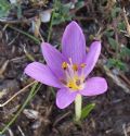 Colchicum cupanii