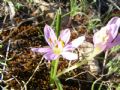 Colchicum cupanii