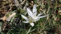 Colchicum hungaricum