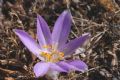 Colchicum autumnale