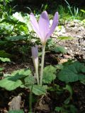 Colchicum lusitanum