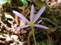 Colchicum autumnale