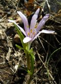 Colchicum bulbocodium subsp. versicolor