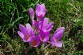 Colchicum autumnale