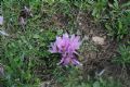 Colchicum lusitanum