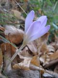 Colchicum autumnale