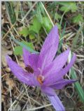 Colchicum lusitanum