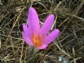 Colchicum lusitanum