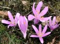 Colchicum bulbocodium