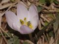 Colchicum triphyllum