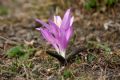 Colchicum bulbocodium