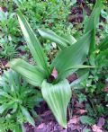 Colchicum autumnale